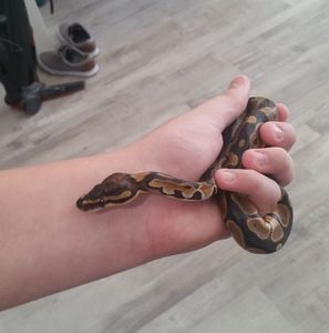 Meet your Posher, Ethan